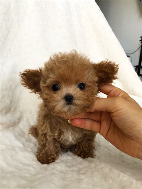 Michele's Puppies & Paws - Maltipoo Puppies Florida. . Teacup puppies for sale in florida